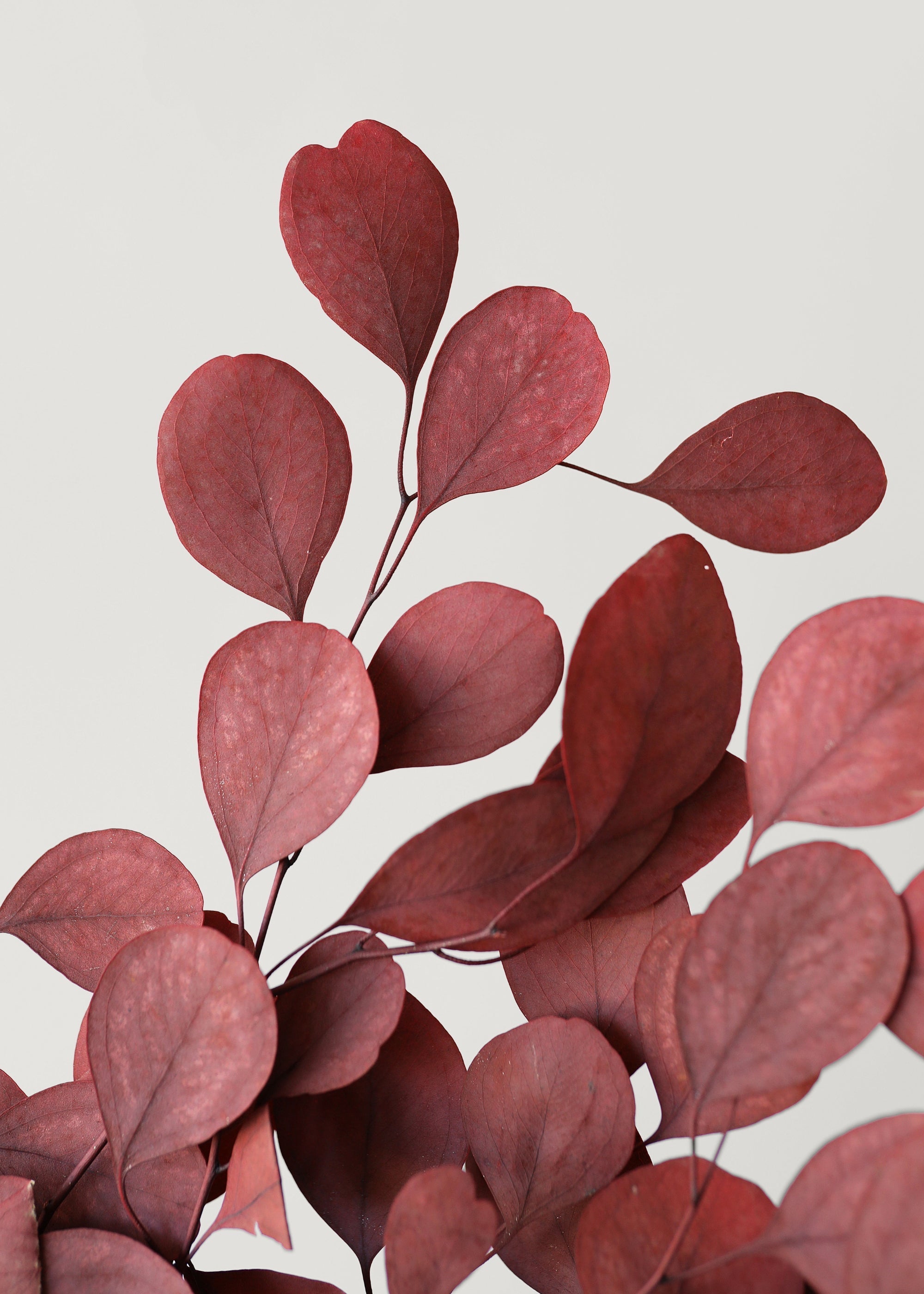 Red Dried Eucalyptus Bundle for Wedding Decor