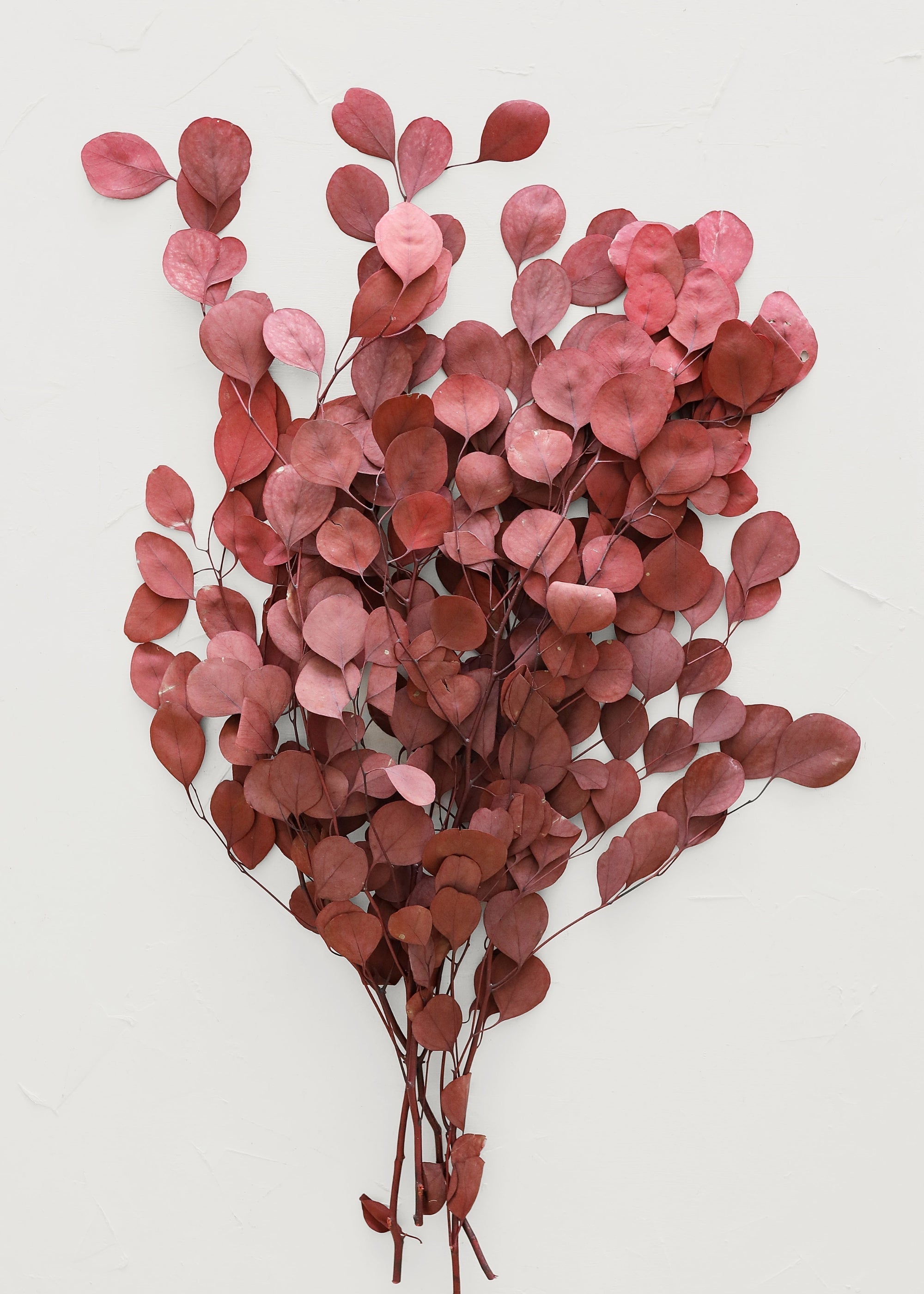 Red Dried Eucalyptus Bundle for Vase Styling
