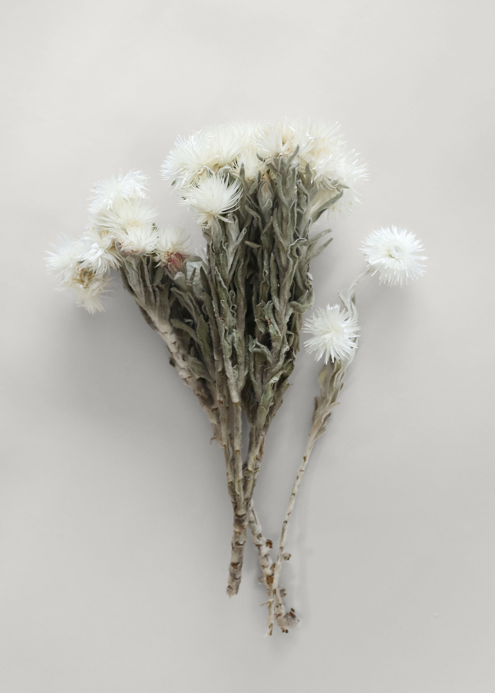 White Dried Daisy Bundle for Entryway Arrangement