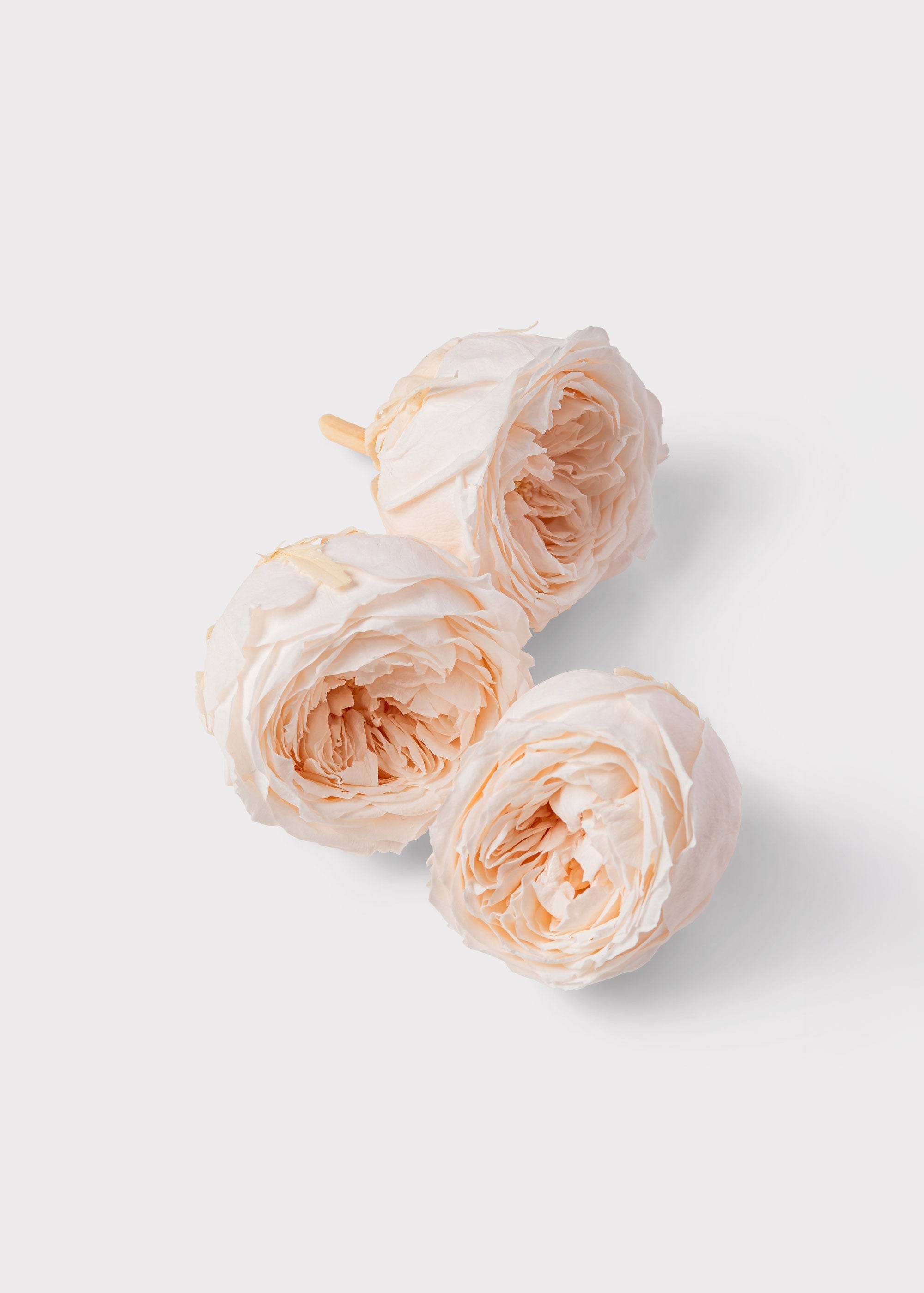Dried Rose Bundle for Home Decor