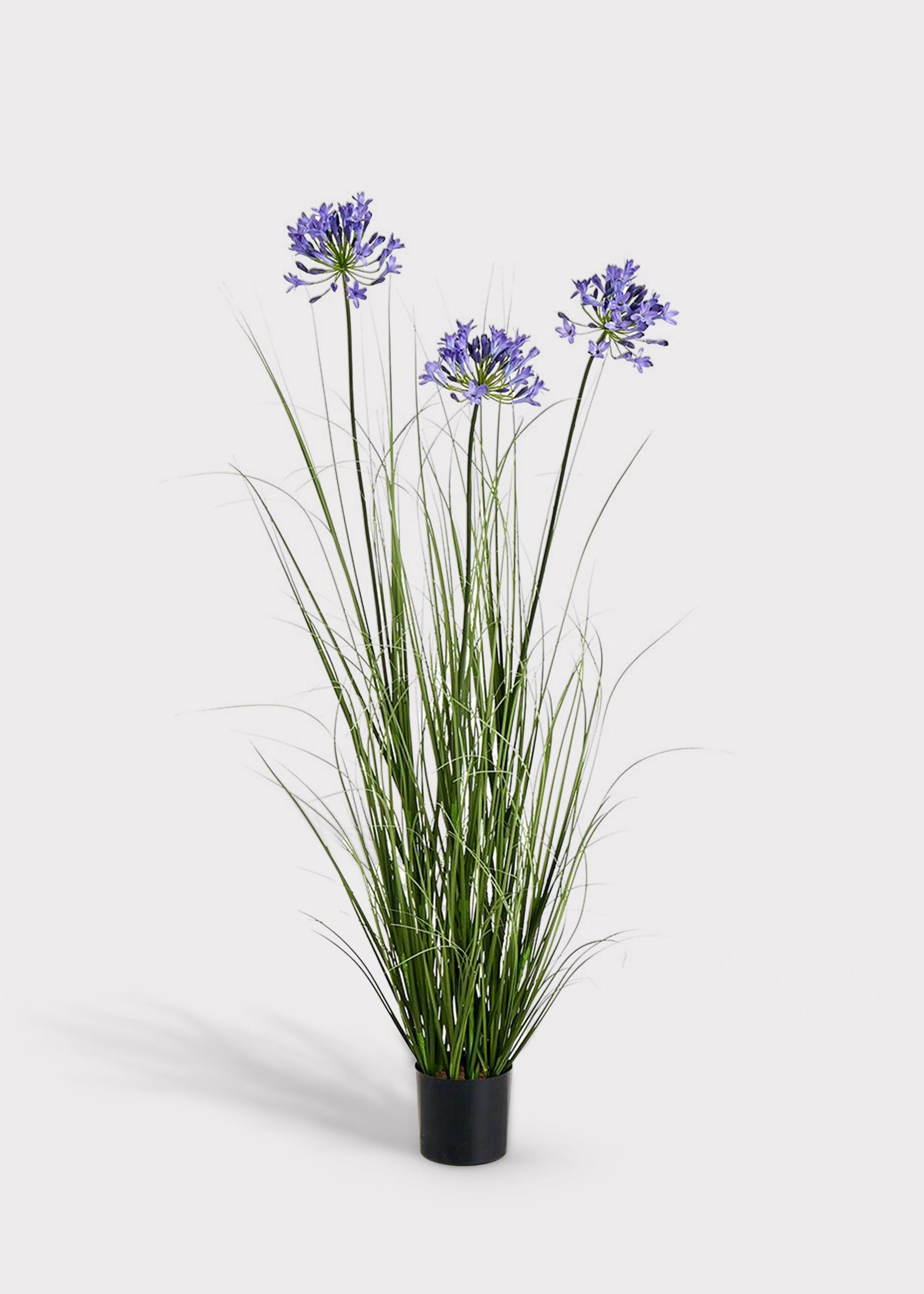 Blue Agapanthus Grass for Vase Styling