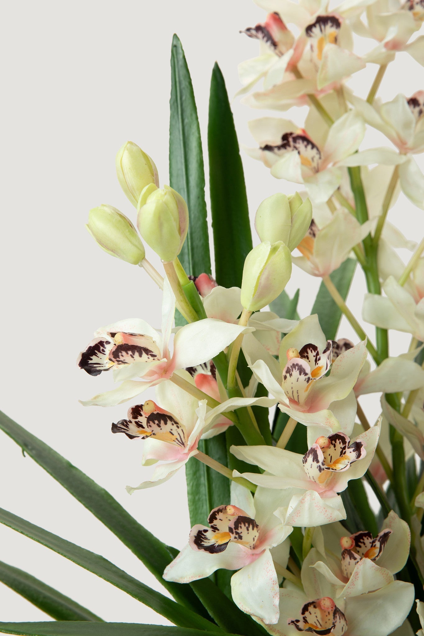 Clear Cymbidium Orchid Potted for Home Decor