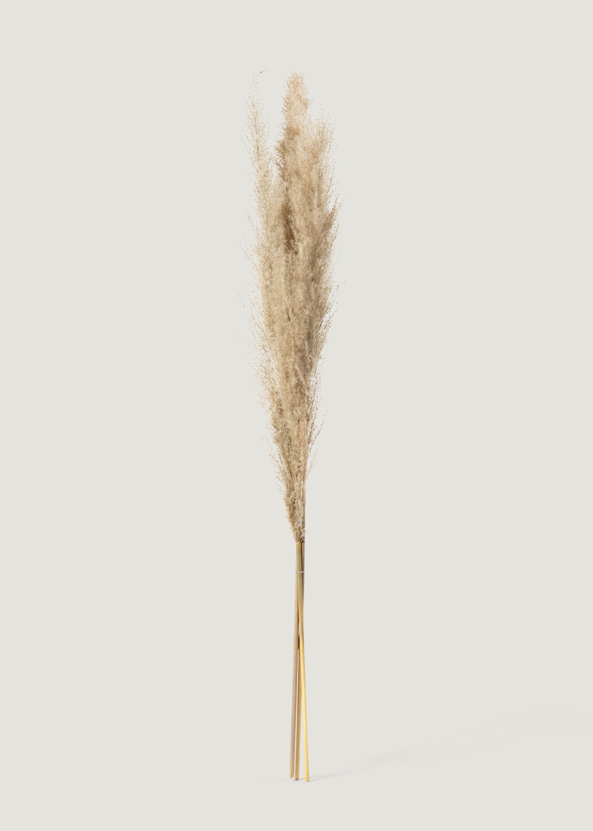 Natural Dried Grass Bundle for Table Centerpiece