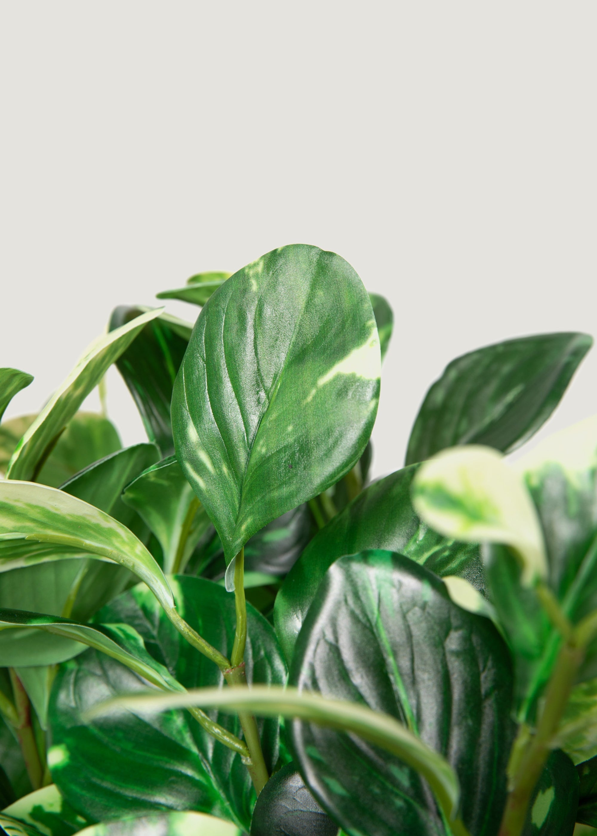 Green Artificial Small Peperomia for Table Centerpiece