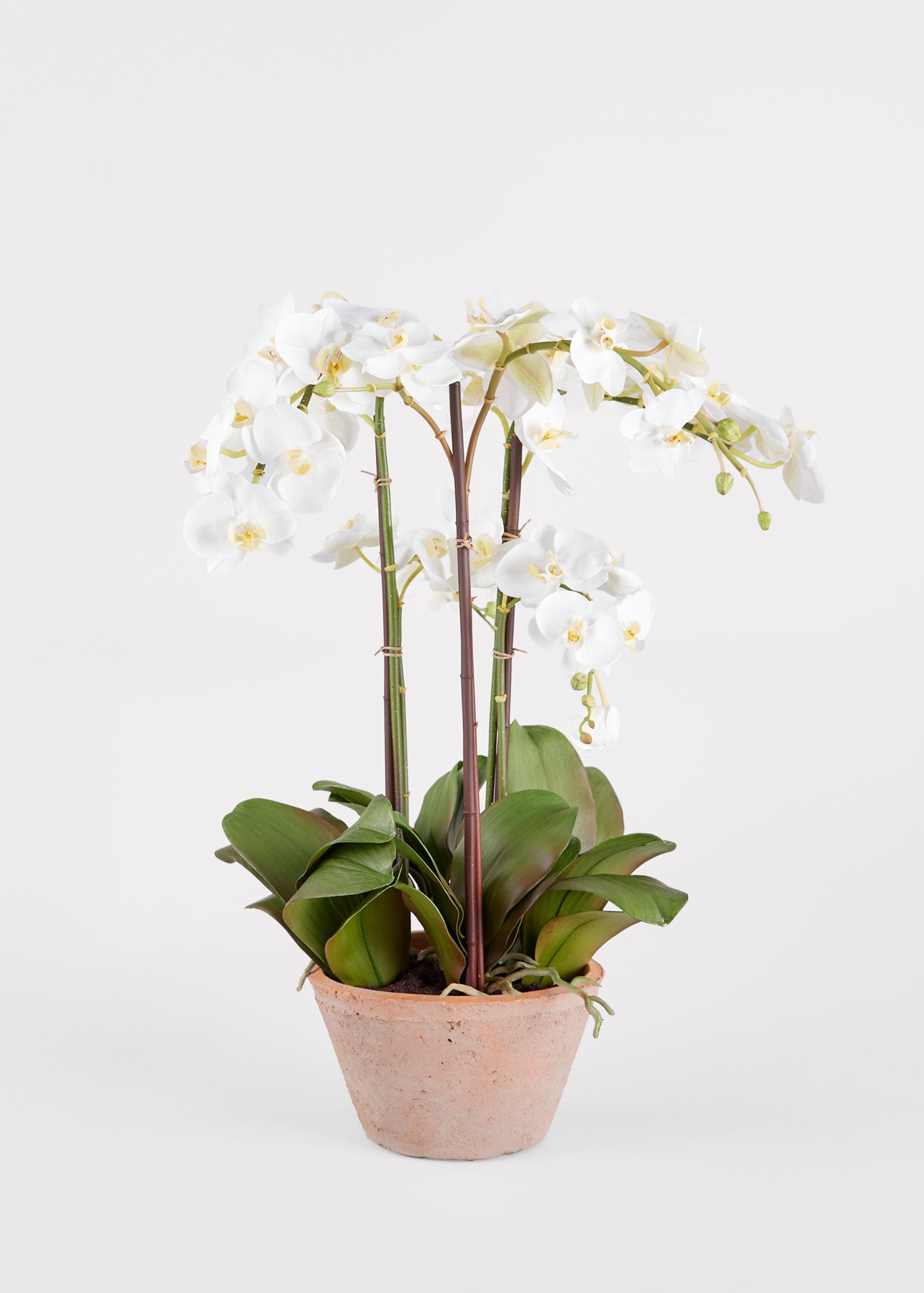 White Artificial Orchid Arrangement for Vase Styling