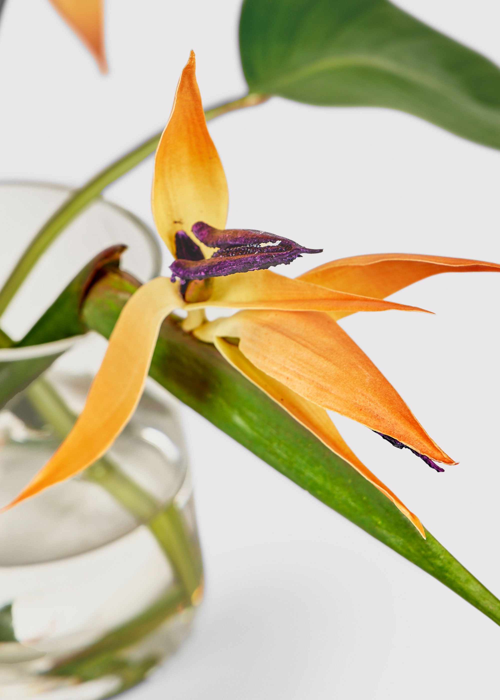 Clear Artificial Tropical Bird Of Paradise Arrangement for Table Centerpiece