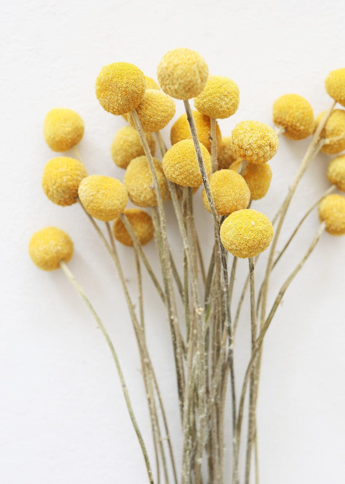Orange Dried Craspedia Bundle for Vase Styling