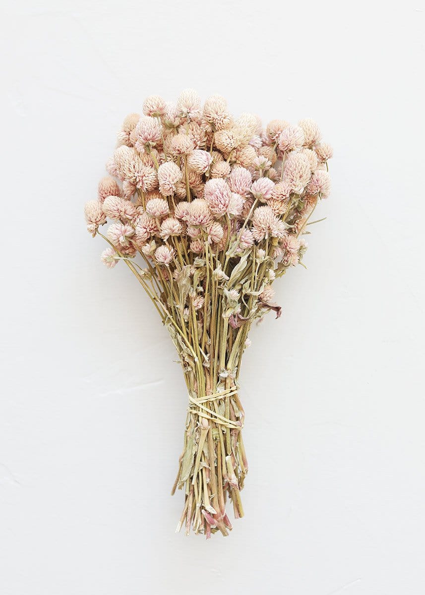 Pink dried globe amaranth bundle for natural home decor