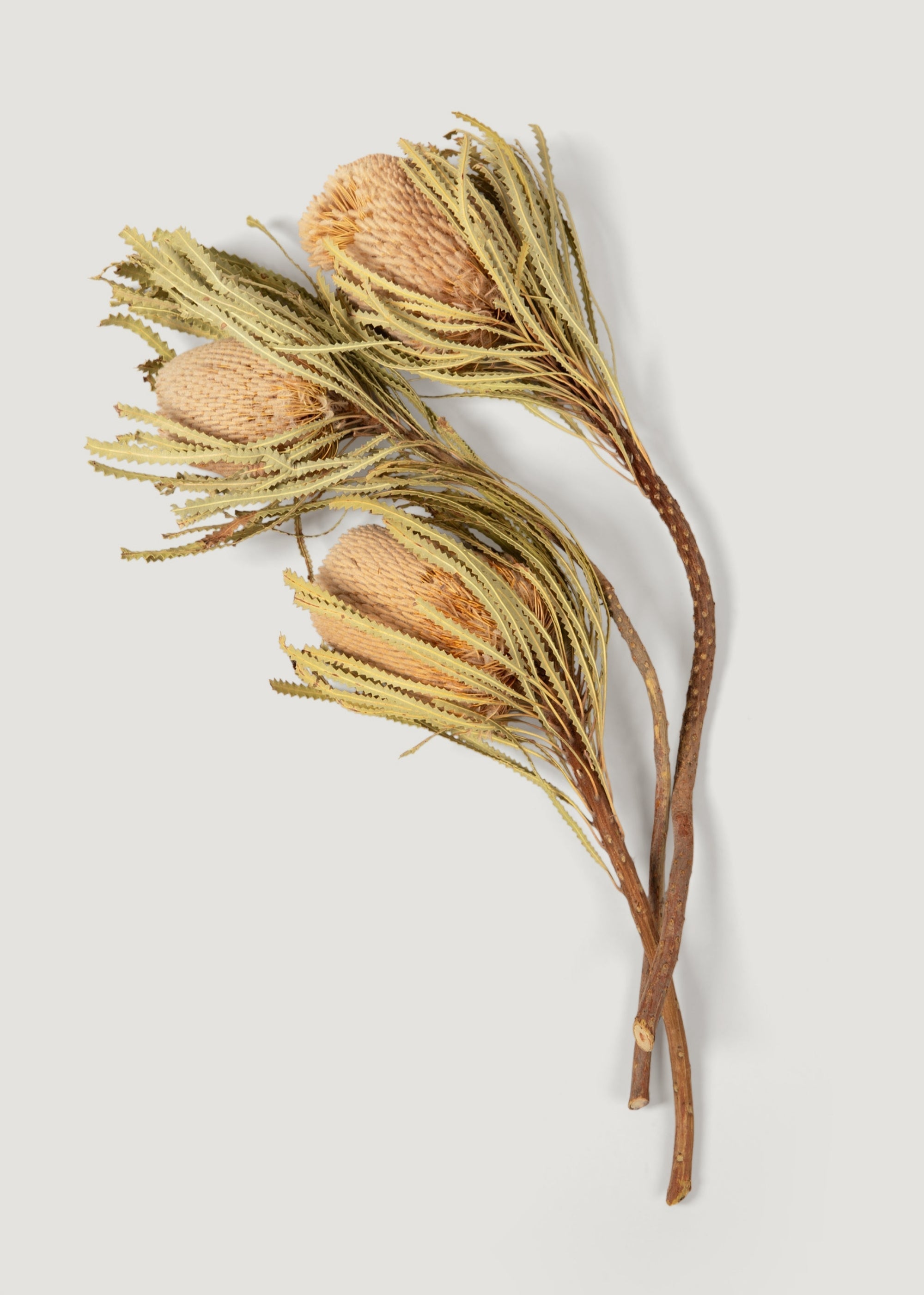 Natural Dried Banksia Hookeriana Bundle for Vase Styling