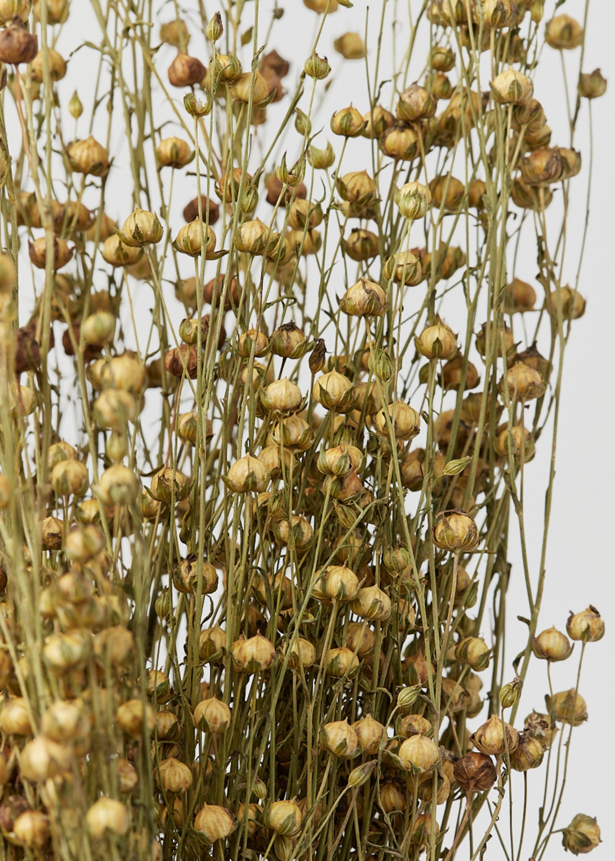 Green Dried Case Assorted Bundles Of Grains and Grasses for Home Decor