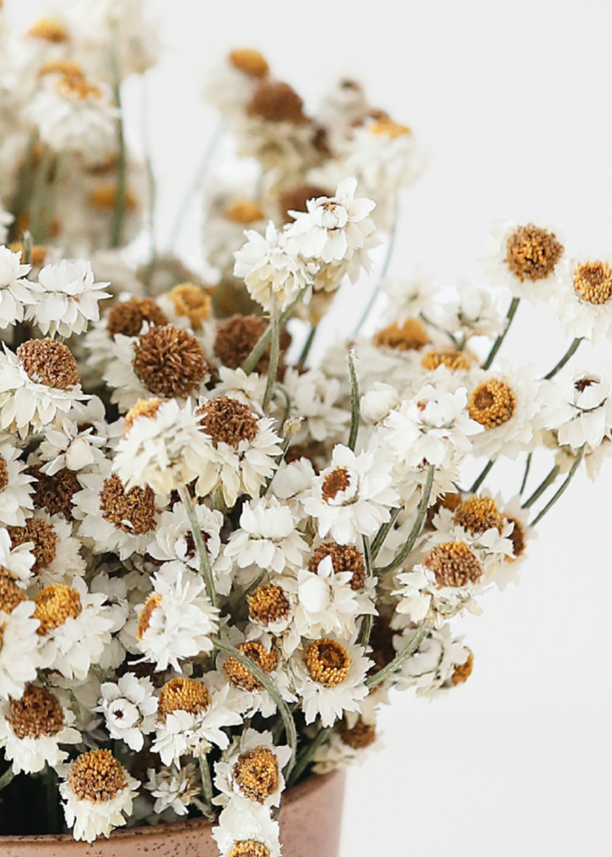 White Dried Natural White Ammobium 4 Oz Bunch for Entryway Arrangement