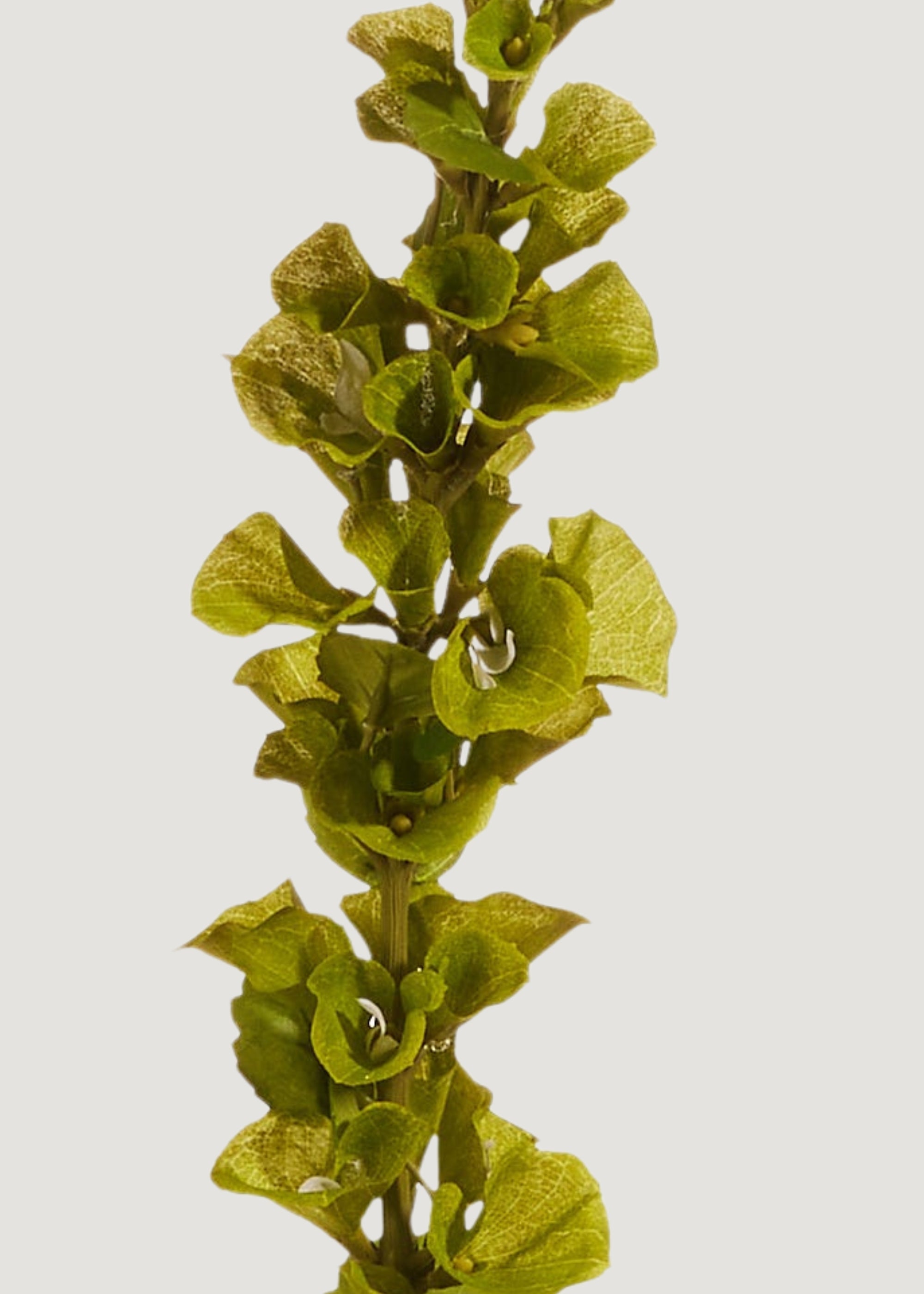 Green Artificial Bells Of Ireland Stem for Home Decor