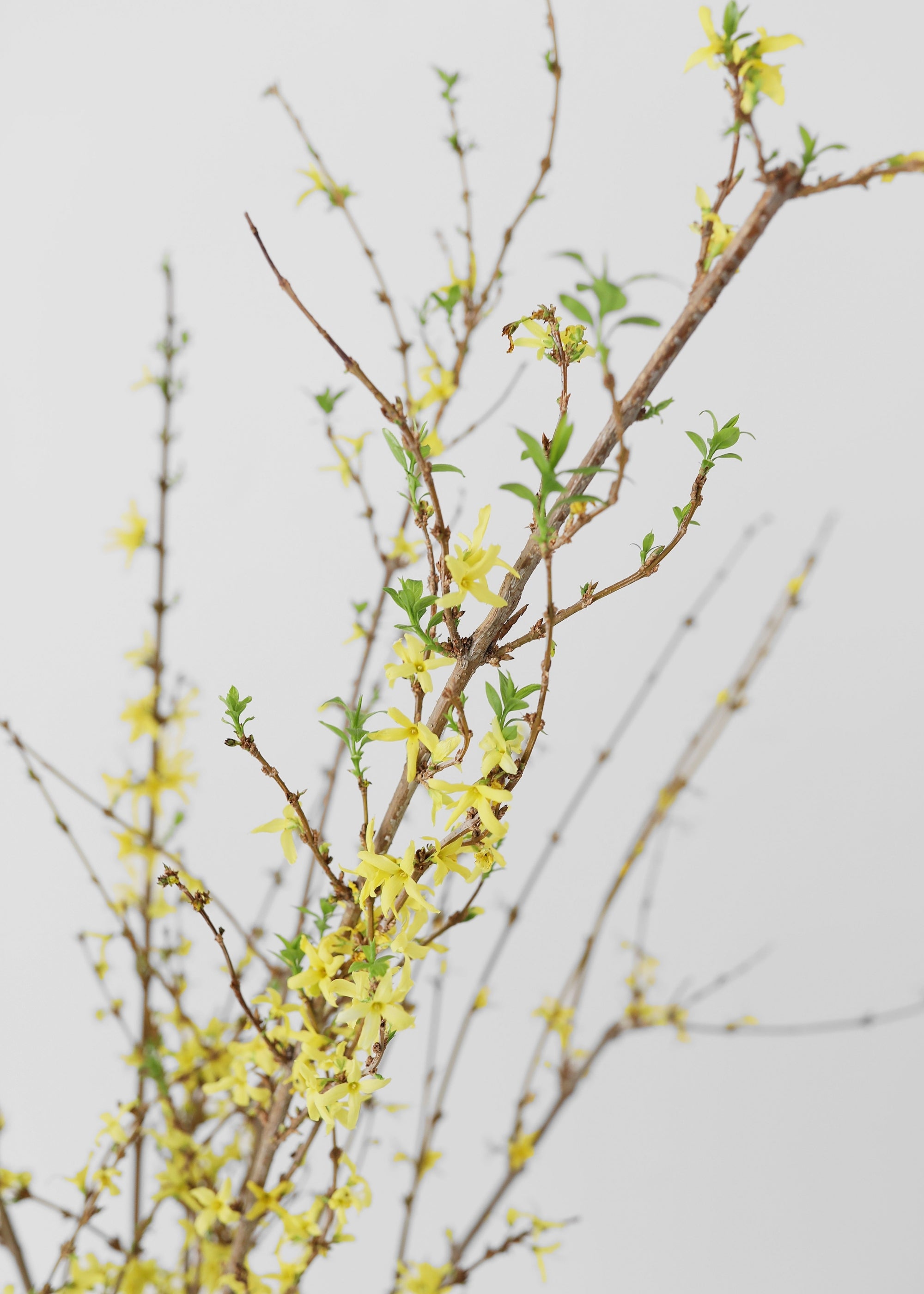 Green Artificial Forsythia Branch for Table Centerpiece