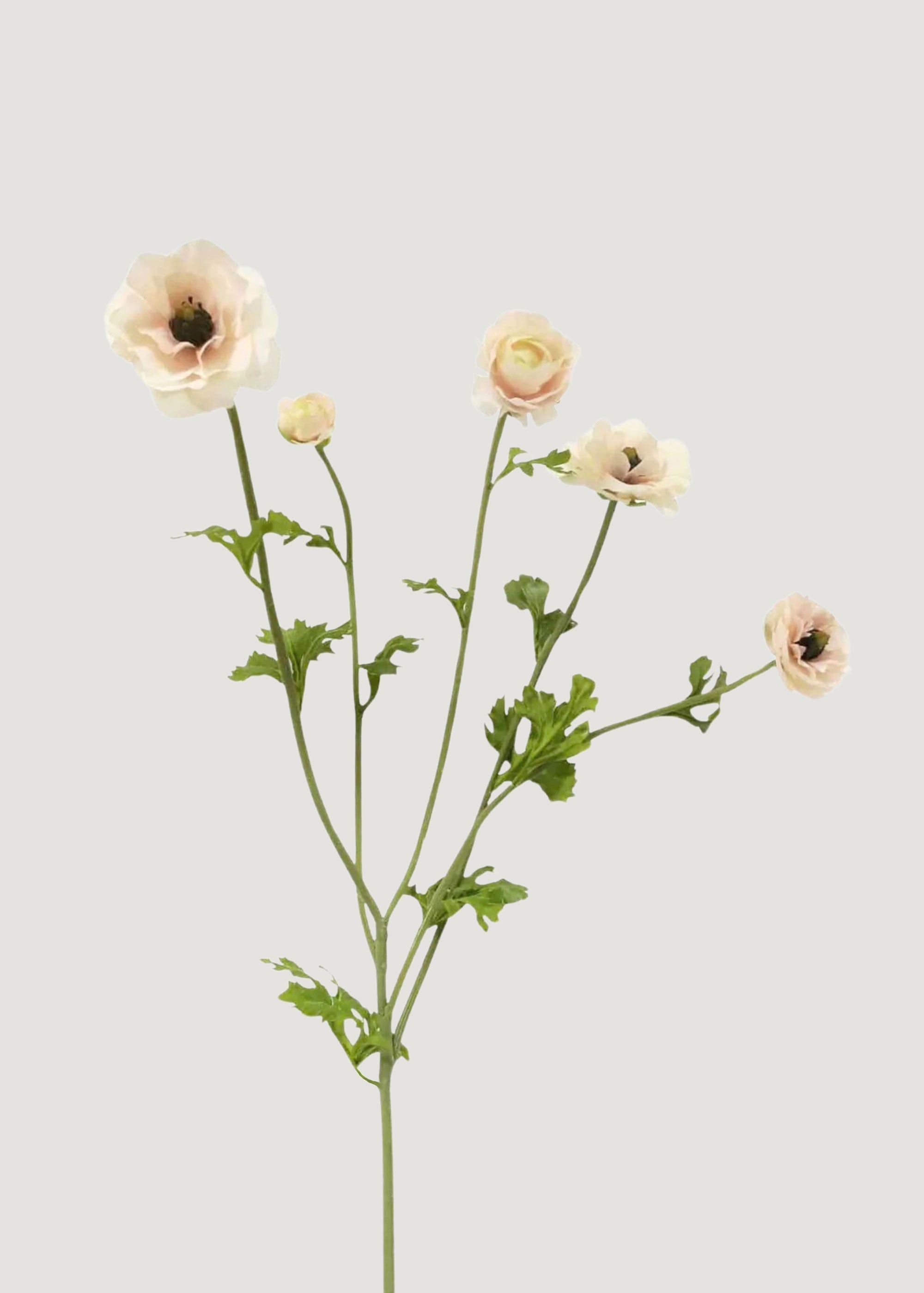 Cream Artificial Ranunculus Bundle for Vase Styling