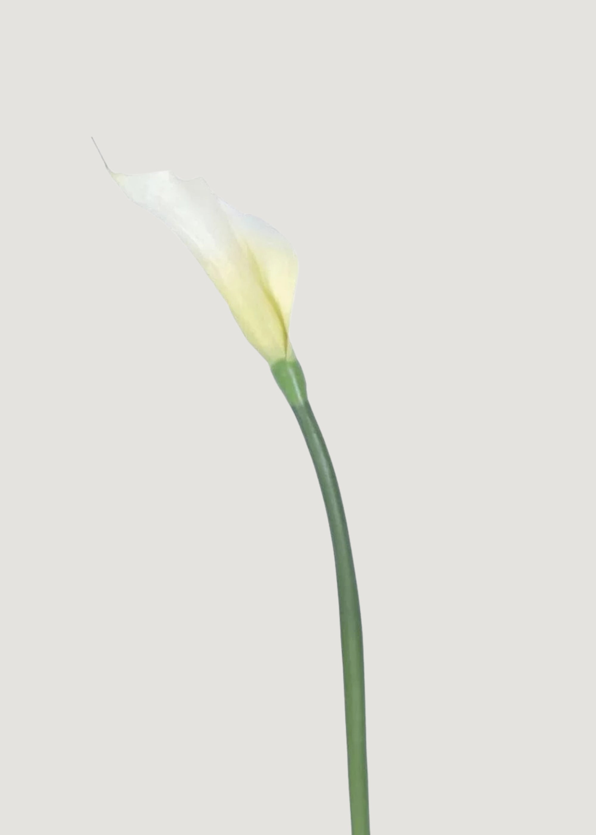 Cream Artificial Calla Lily Stem for Shelf Styling