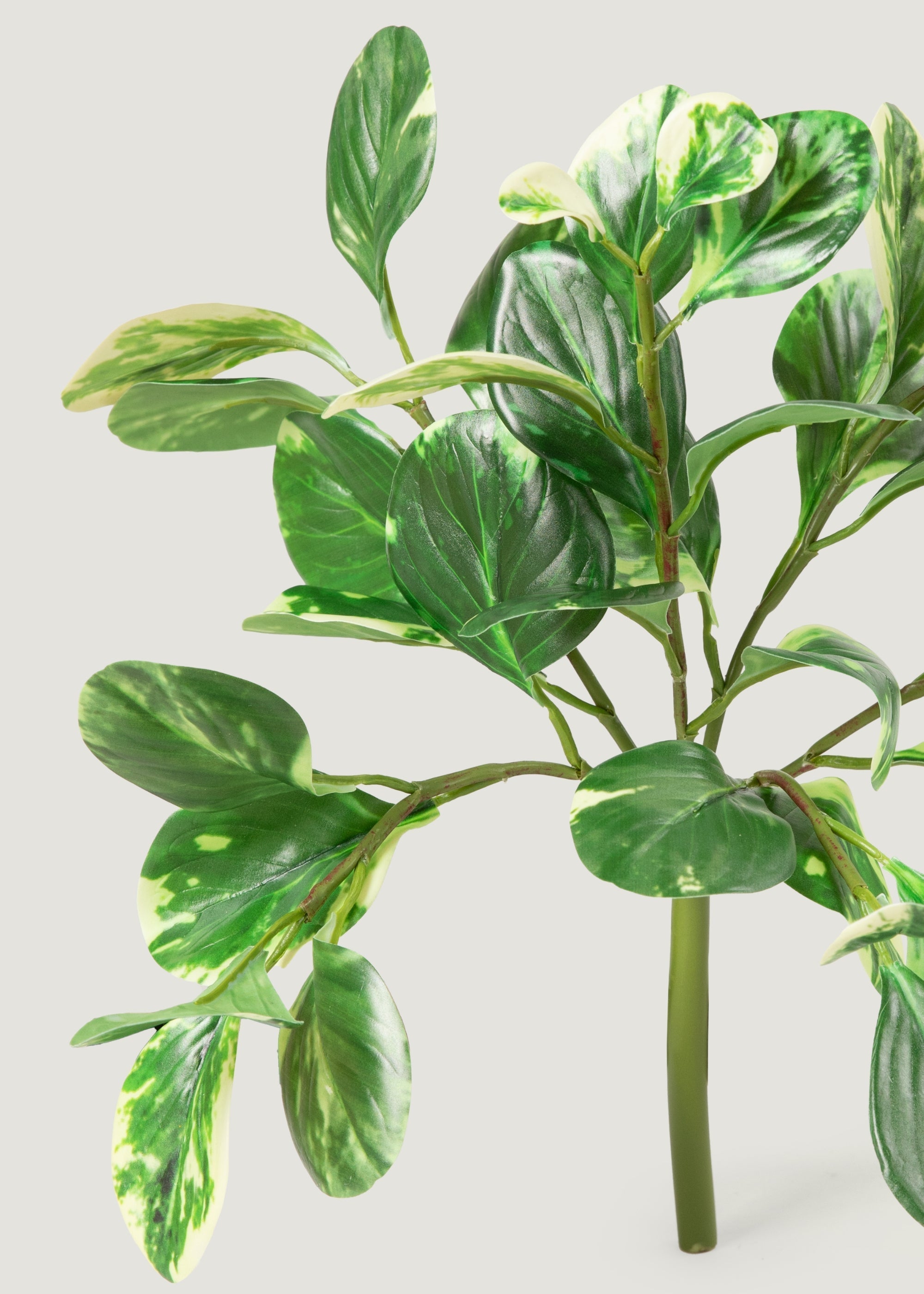 Green Artificial Small Peperomia for Wedding Decor